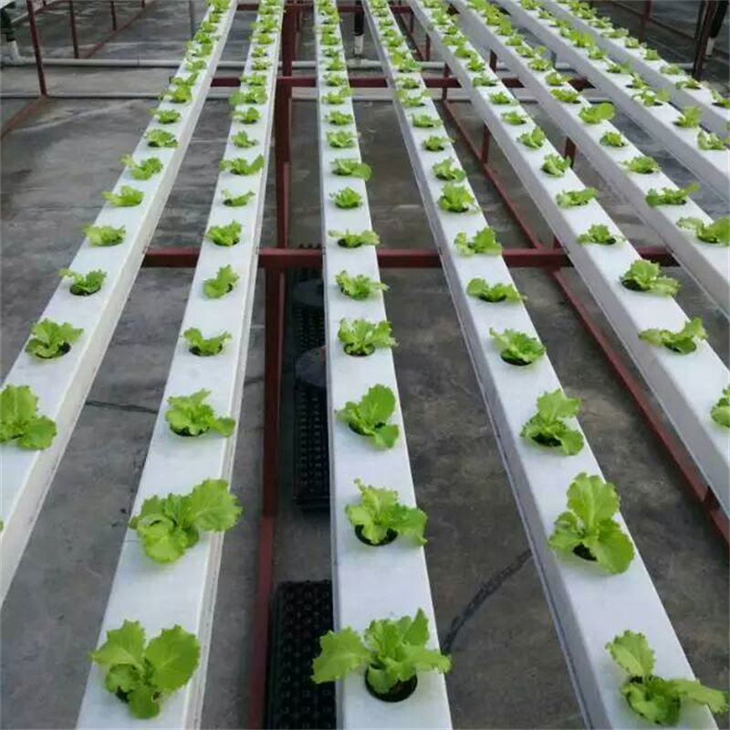 Hydroponic Channel Supplies for Belgian Endive