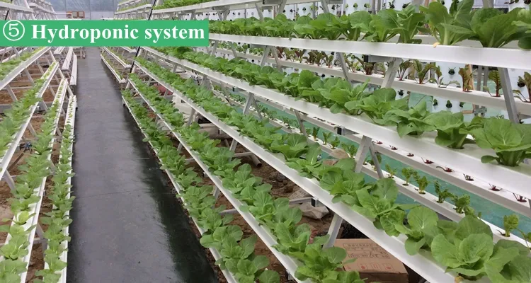 Hydroponic System