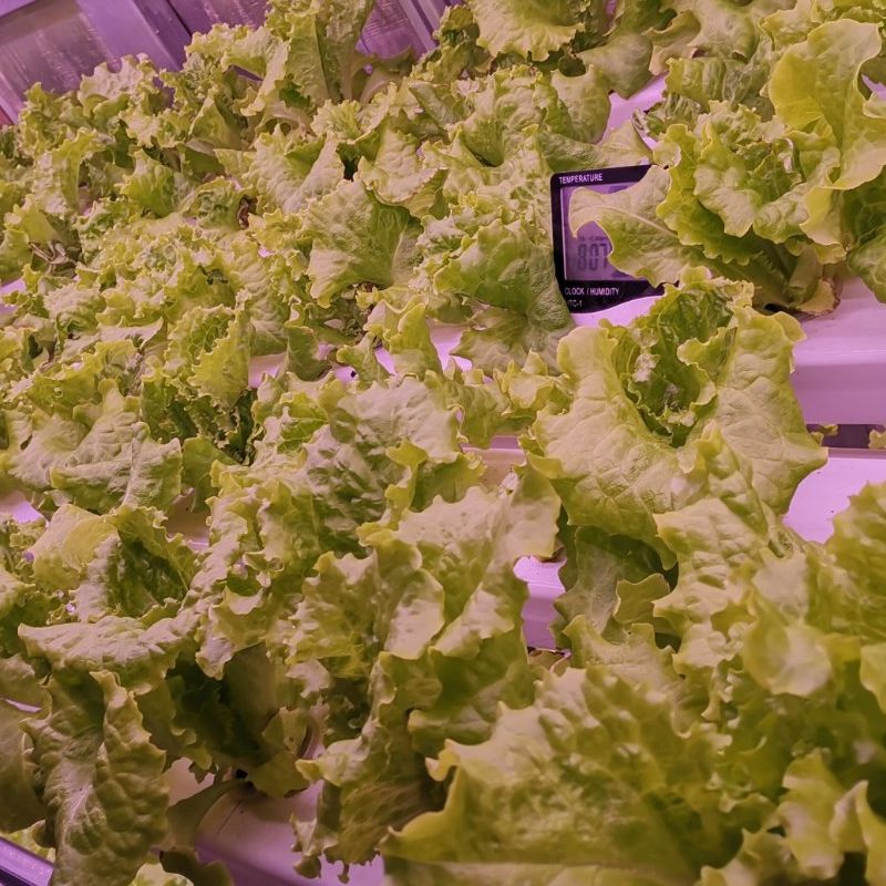 Modern Smart Hydroponic System Growing Shipping Container Greenhouses for Lettuce Leafy Vegetables Farming