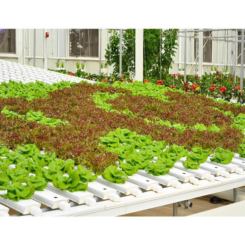 Agg Agriculture Smart Farming Container Nft Channel Hydroponic Freight Farm Container Vertical Green Hydroponic Shipping Container