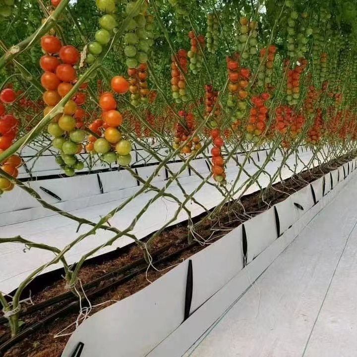 Factory Supply Coconut Coir/Substrate Container for Low Input Soiless Culture for Vegetables/Flowers