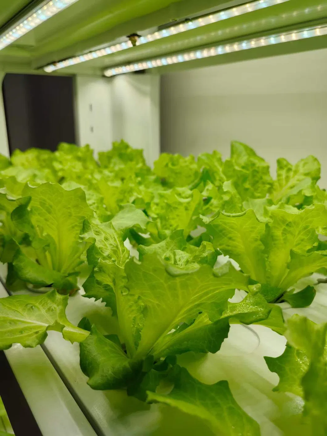 Indoor Air Purifying