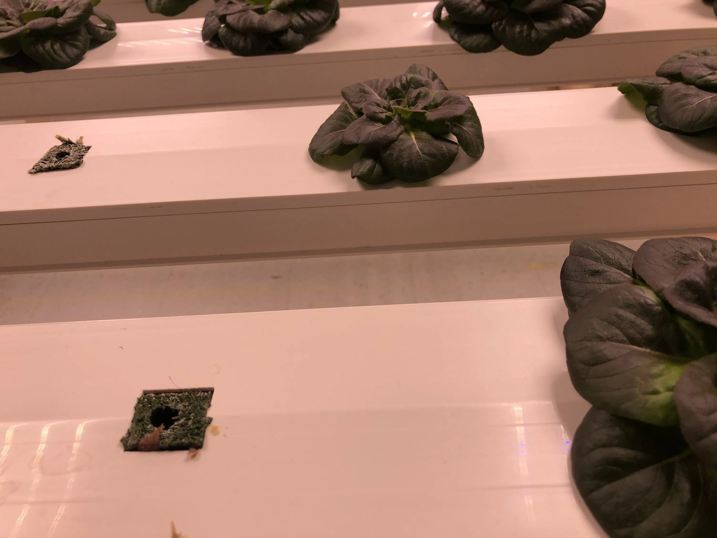 Indoor Greenhouse Vertical Hydroponic Gardening System Nft Farming PVC Gully