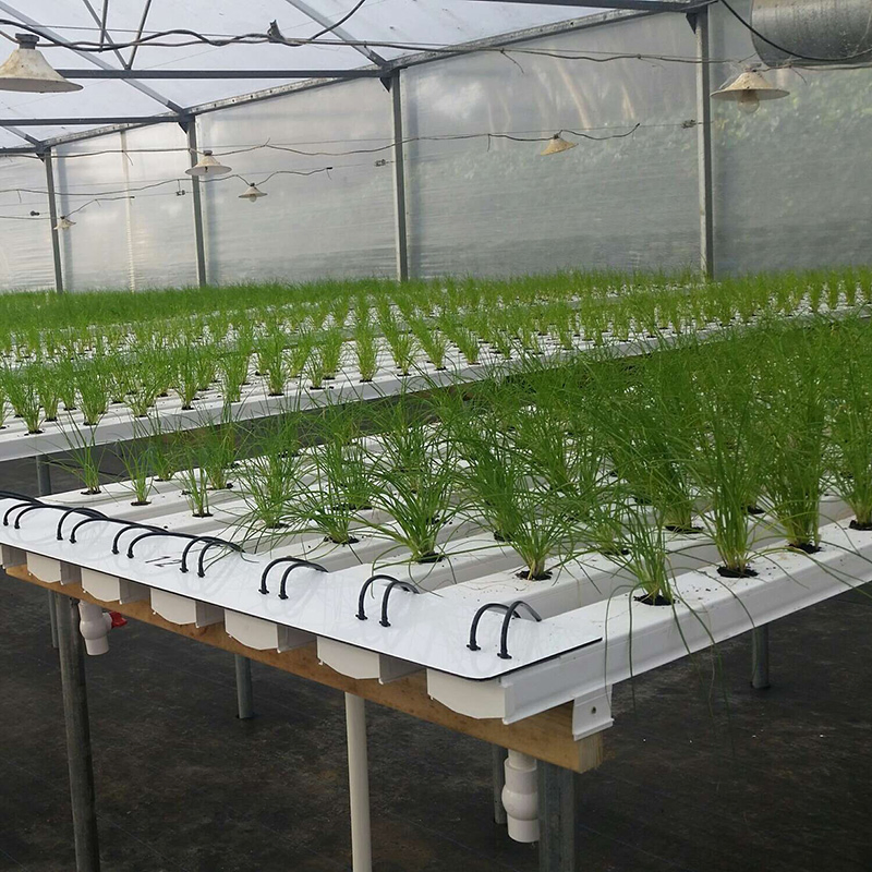 Greenhouse Hydroponic Nft Channel System for Aeroponic Growing