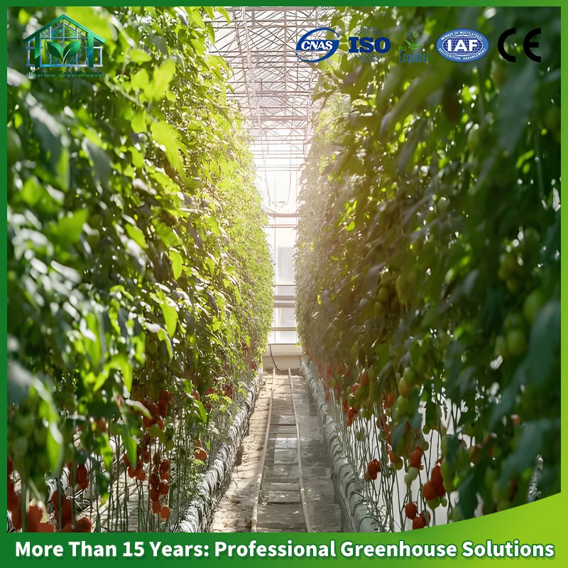 Multi-Span Venlo Glass Greenhouse Green House for Nursery Tomato Cucumber Leafy Vegetables Flowers with Hydroponic Automatic Irrigation System Long Life