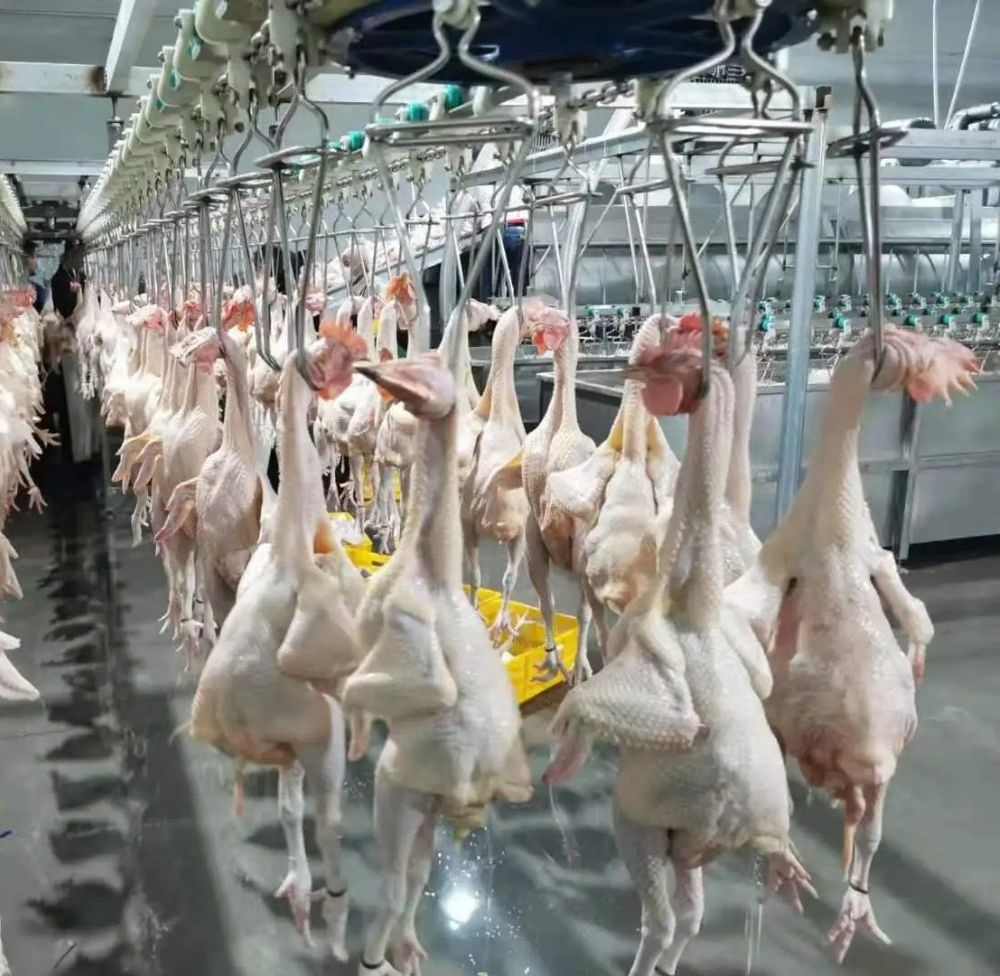 Poultry Slaughtering Equipment for Chicken Duck and Goose Slaughterhouse