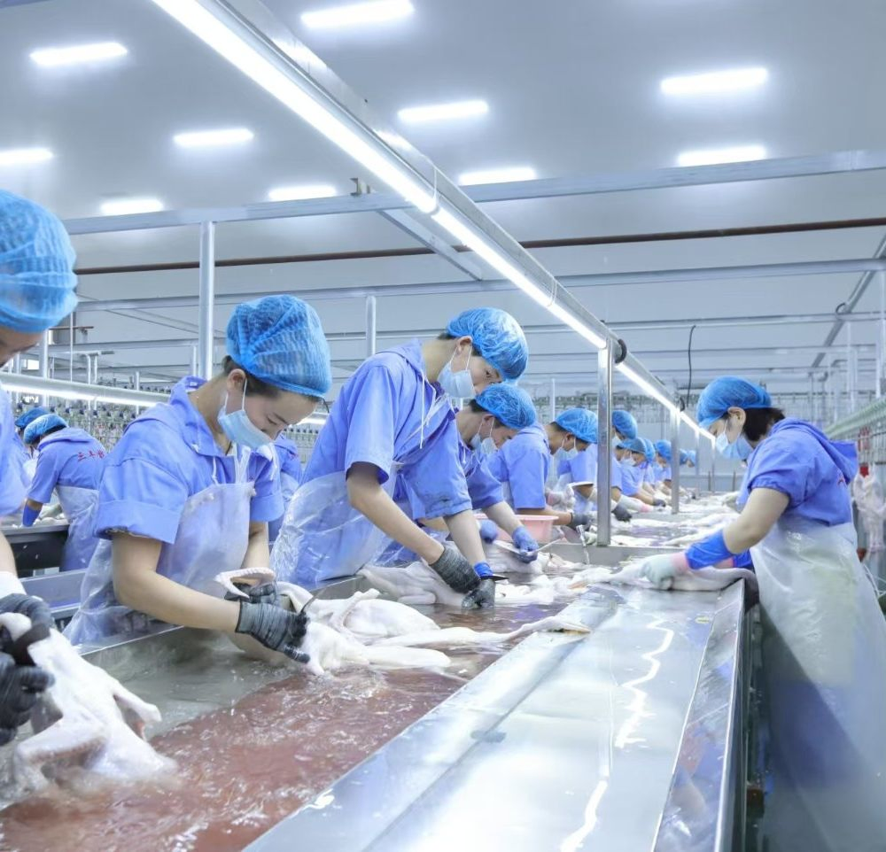 Poultry Slaughtering Equipment for Chicken Duck and Goose Slaughterhouse