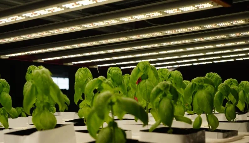 Hydroponic System Nft Technology - Modular Vertical Grow Racks & Full-Spectrum LEDs for Commercial Farms
