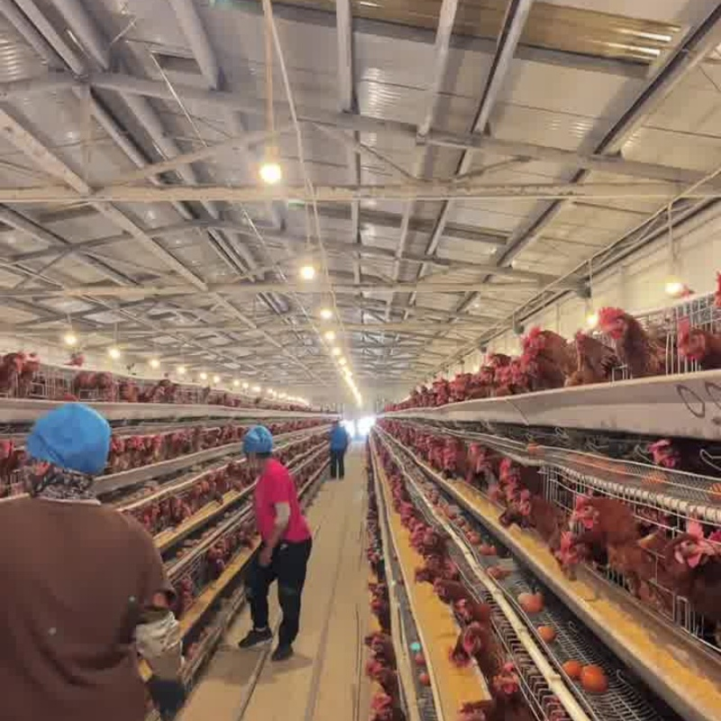 Modular Expandable Configuration Allowing Gradual Farm Capacity Growth Chicken Cage System