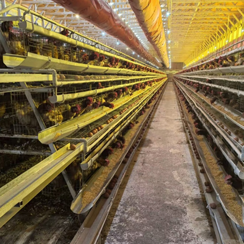Modular Expandable Configuration Allowing Gradual Farm Capacity Growth Chicken Cage System