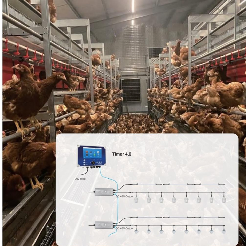 Anti-Slip Flooring Expandable Design Climate Control Broiler Falt Raising System