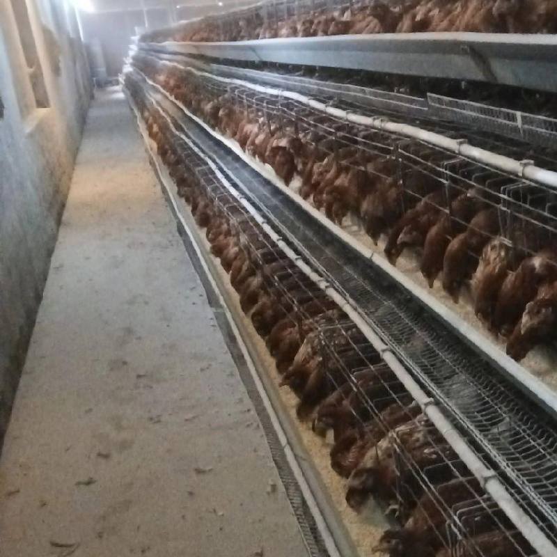 Modular Expandable Configuration Allowing Gradual Farm Capacity Growth Chicken Cage System