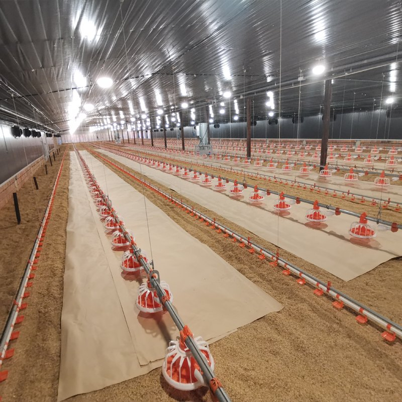 Anti-Slip Flooring Expandable Design Climate Control Broiler Falt Raising System