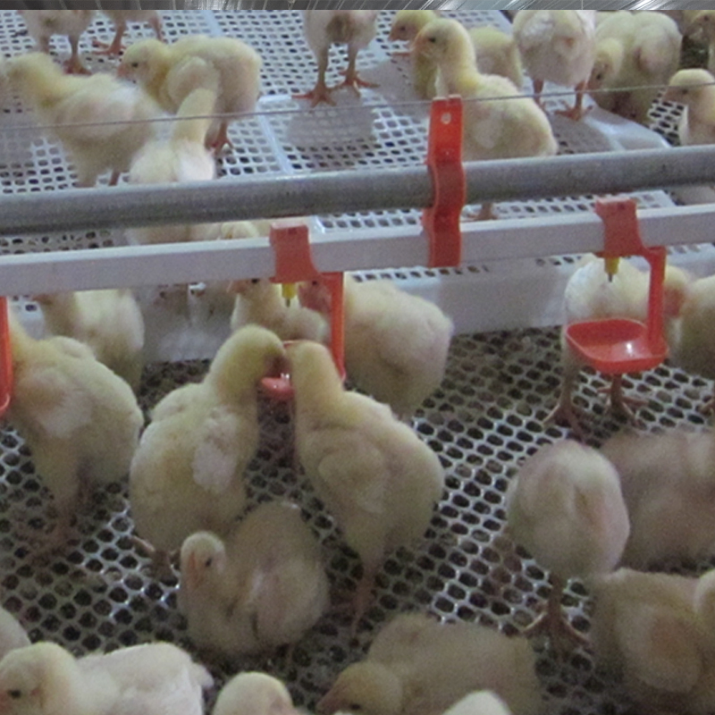 High-Efficiency Heavy-Duty Commercial Grade Expandable Design Interchangeable Modules Broiler Falt Raising System