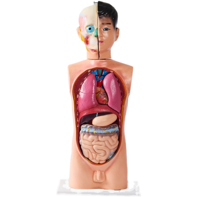 Classroom Toys Detail 4