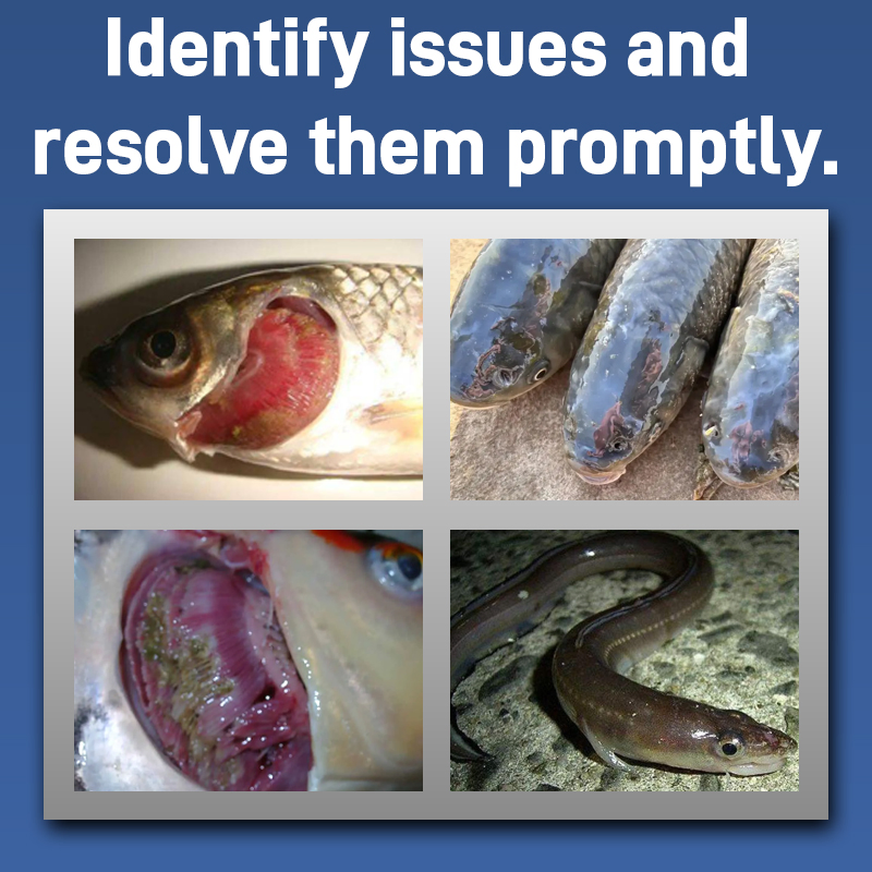 Aquatic Mebendazole Liquid - Controls Dactylogyrus &amp; Gyrodactylus in Fish