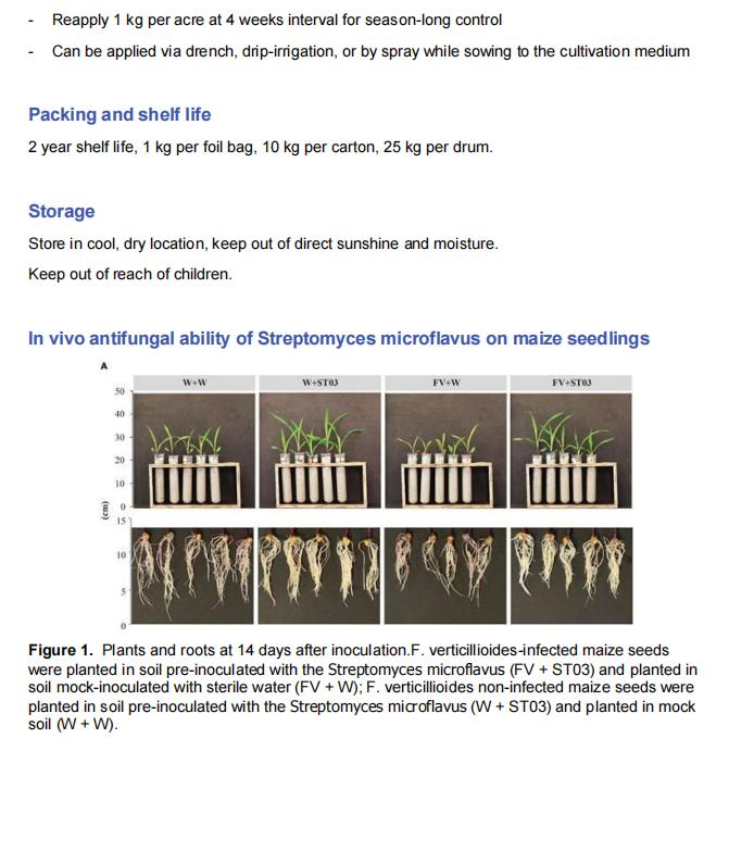 Producing Nematode Control Prevention of Soil Borne Diseases Improving Quality Streptomyces Microflavus