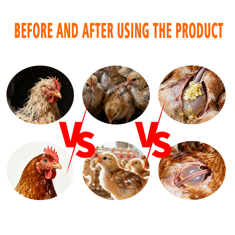 Poultry Respiratory Agent Airsacclear - Viral/Bacterial Airsacculitis Control for Chicken