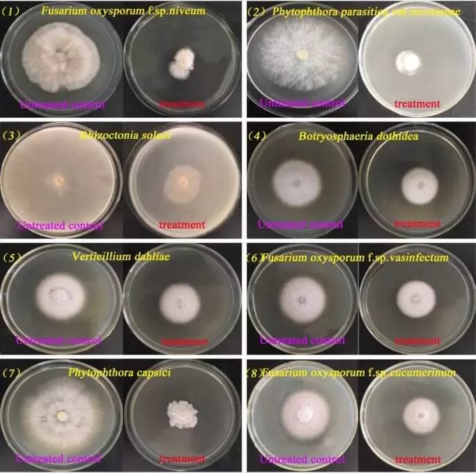 Producing Nematode Control Prevention of Soil Borne Diseases Improving Quality Streptomyces Microflavus
