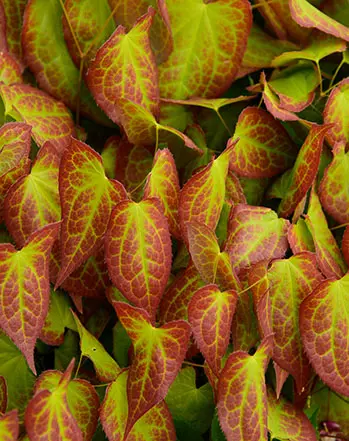 Standardized plant extract powder for pharmaceutical applications