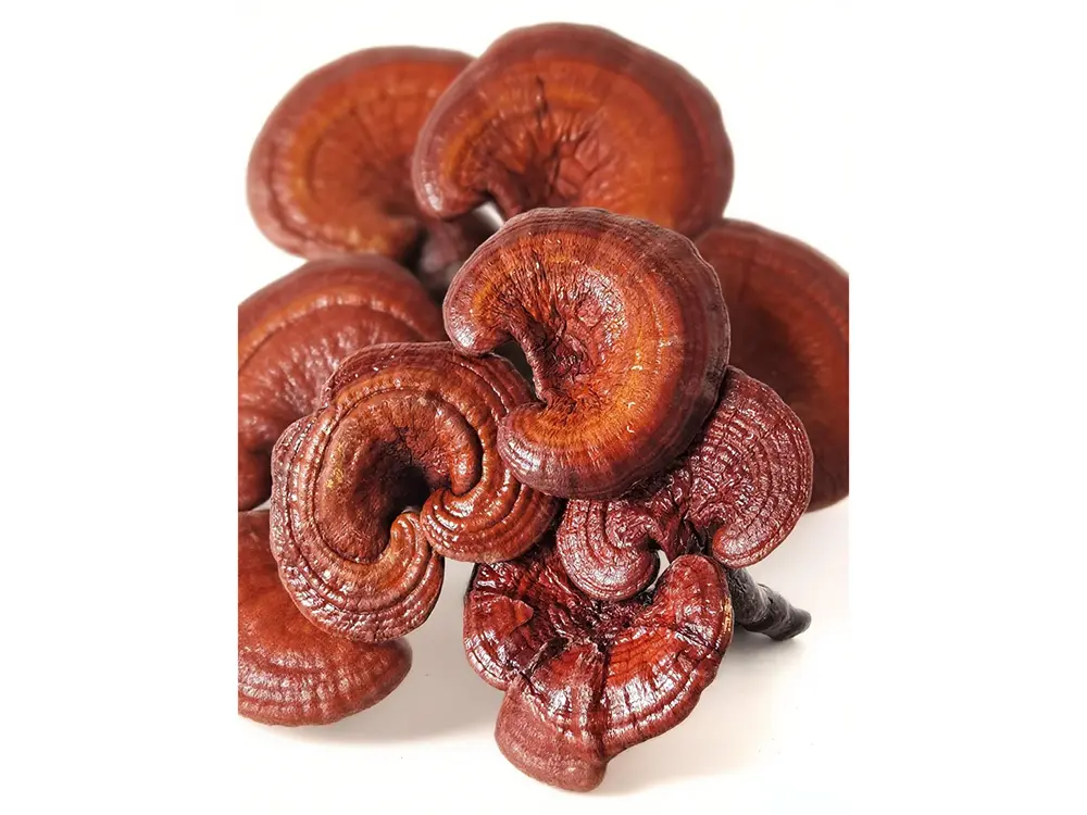Buy Mushroom extract Manufacturer, Suppliers