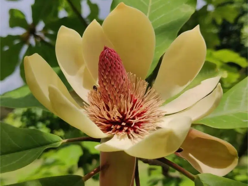 Custom Magnolol Manufacturer, Pricelist