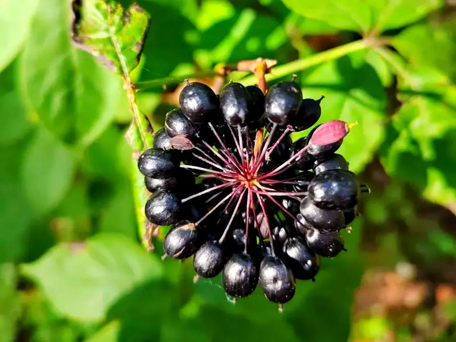 Best Siberian ginseng extract Suppliers, Company