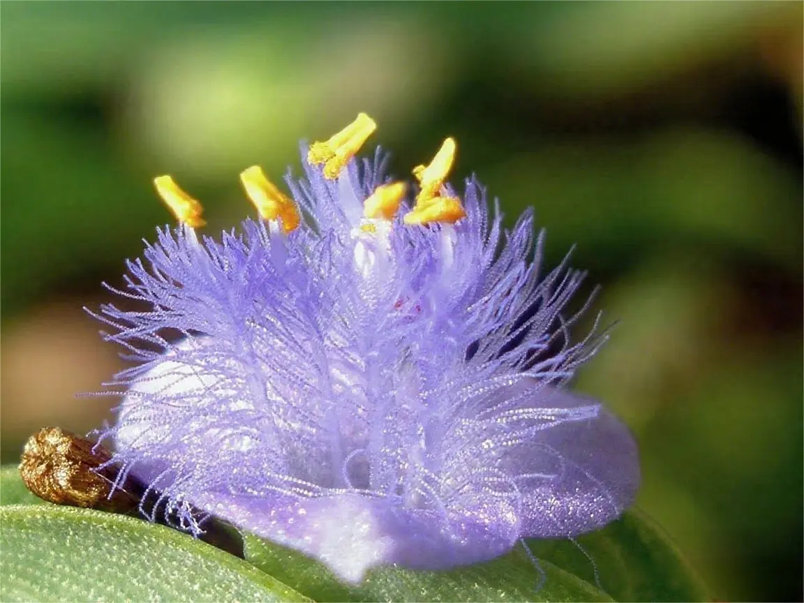 High-Quality Cyanotis arachnoides P.E Exporter, Product