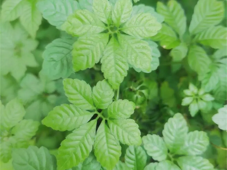 Best Gynostemma extract Manufacturers, Company
