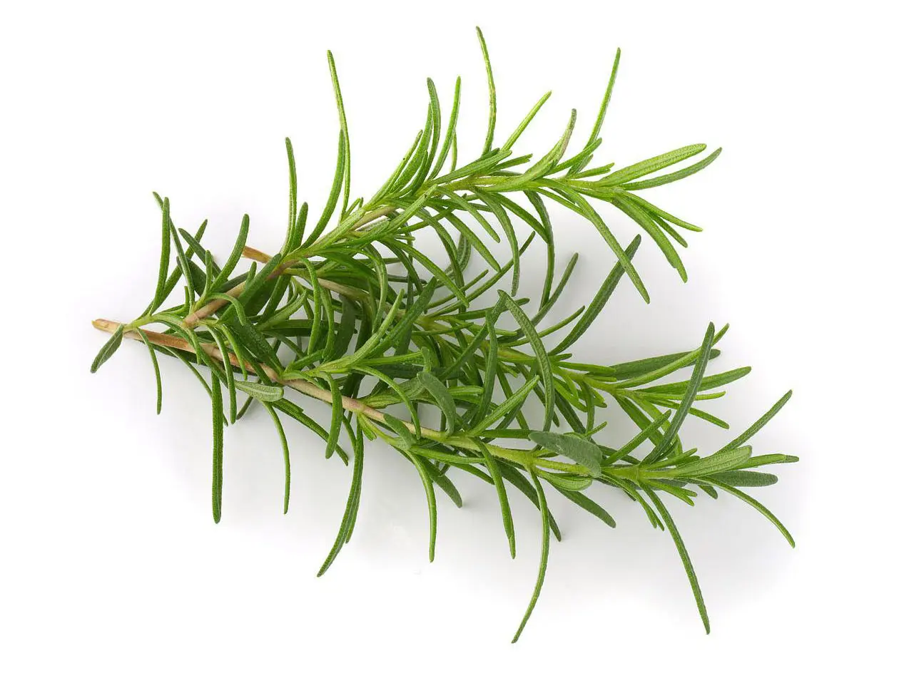 OEM Rosemary extract Manufacturer, Product