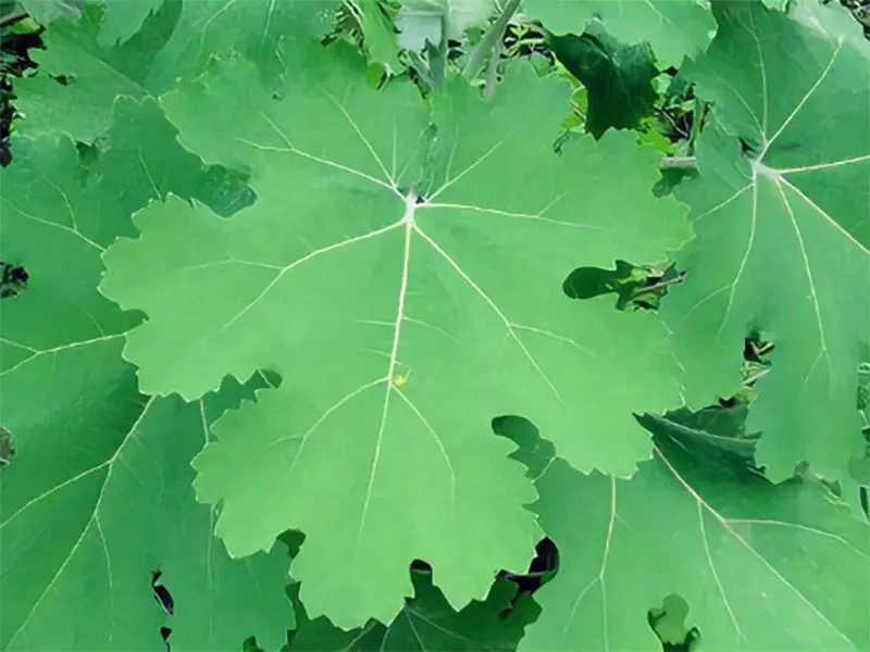 High-Quality Macleaya cordata extract Quotes, Exporters