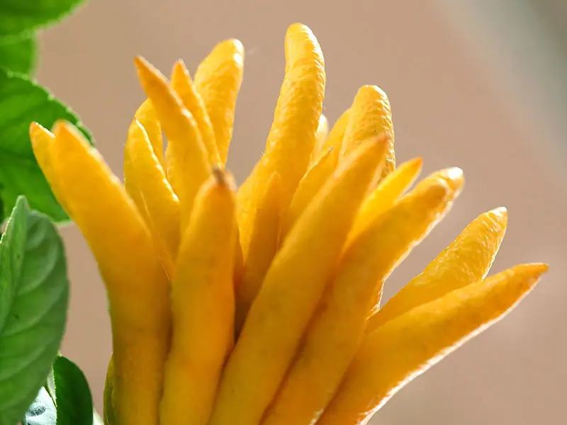 Cheap Citrus bergamot extract Quotes, Exporters