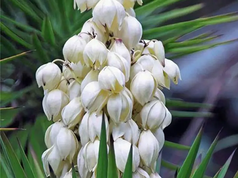 Cheap Yucca extract Supplier, Factory