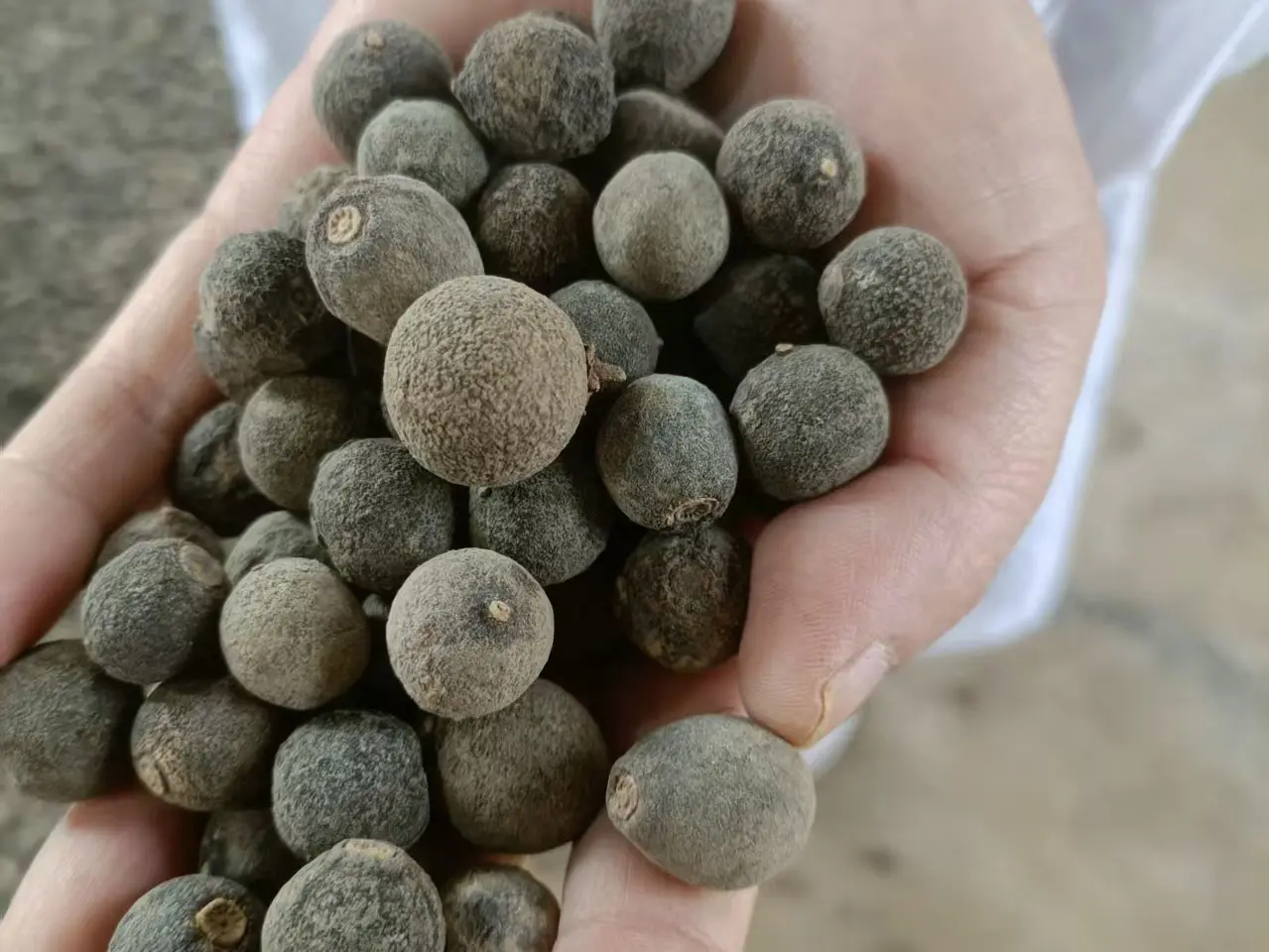 High-Quality Aurantii Fructus Immaturus Exporters, Product