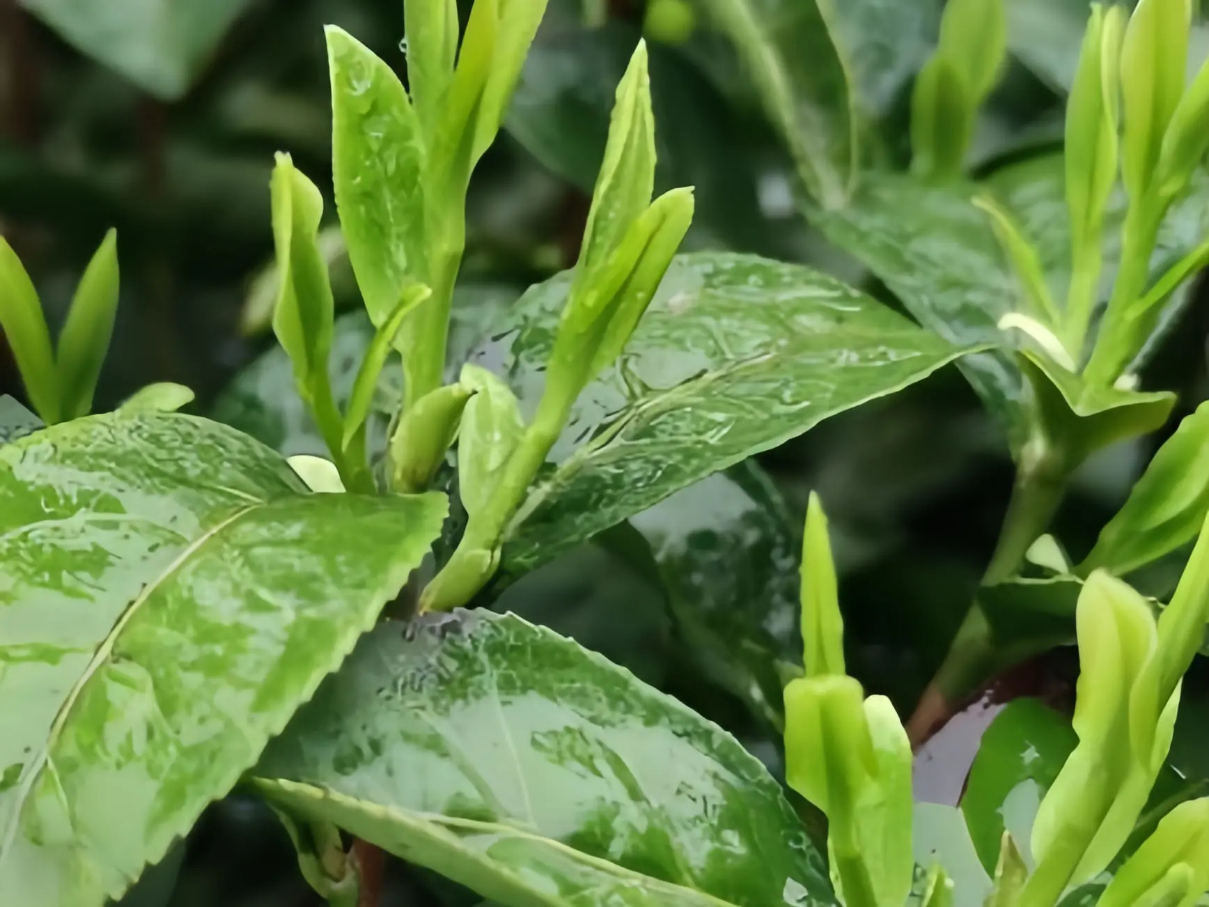 Custom Green Tea Leaf Extract Exporter, Product