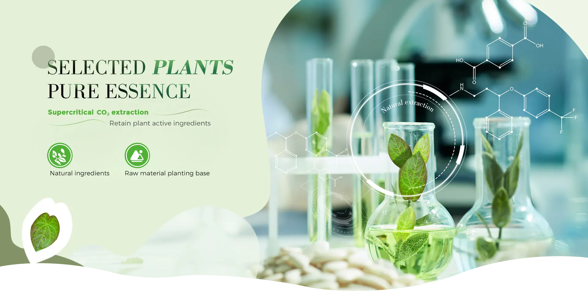 Chengdu Chenlv Herb Co., Ltd. - High-Purity Botanical Extracts and Natural Pharmaceutical Ingredients Manufacturing Facility