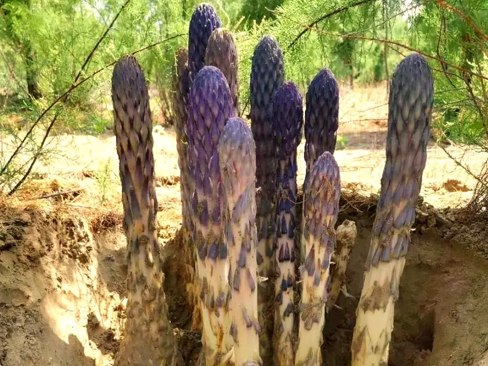 High-Quality Cistanches Tubulosa Extract Suppliers, Pricelist