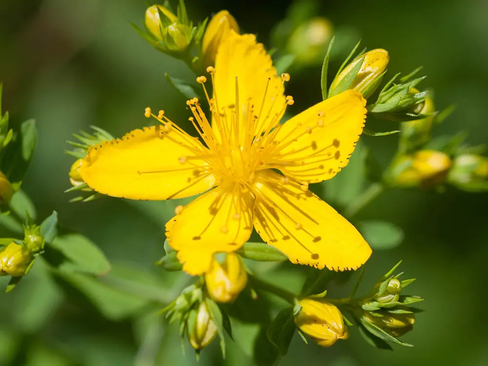 Wholesale St. John's wort extract Factory, Company
