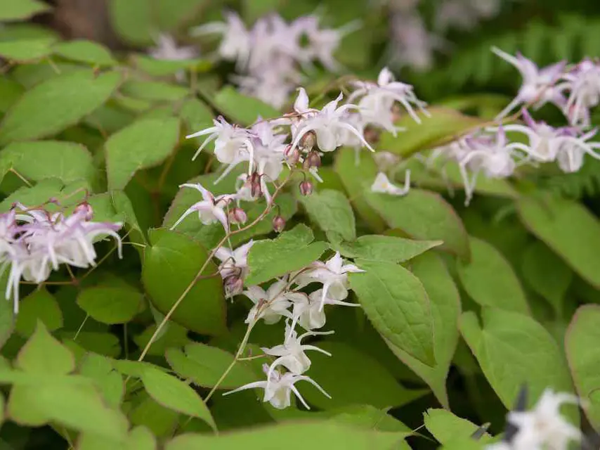 China Epimedium Leaf Extract Manufacturer, Manufacturers