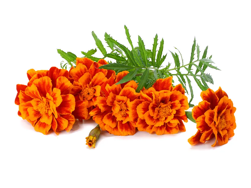 Discount Marigold extract Company, Companies