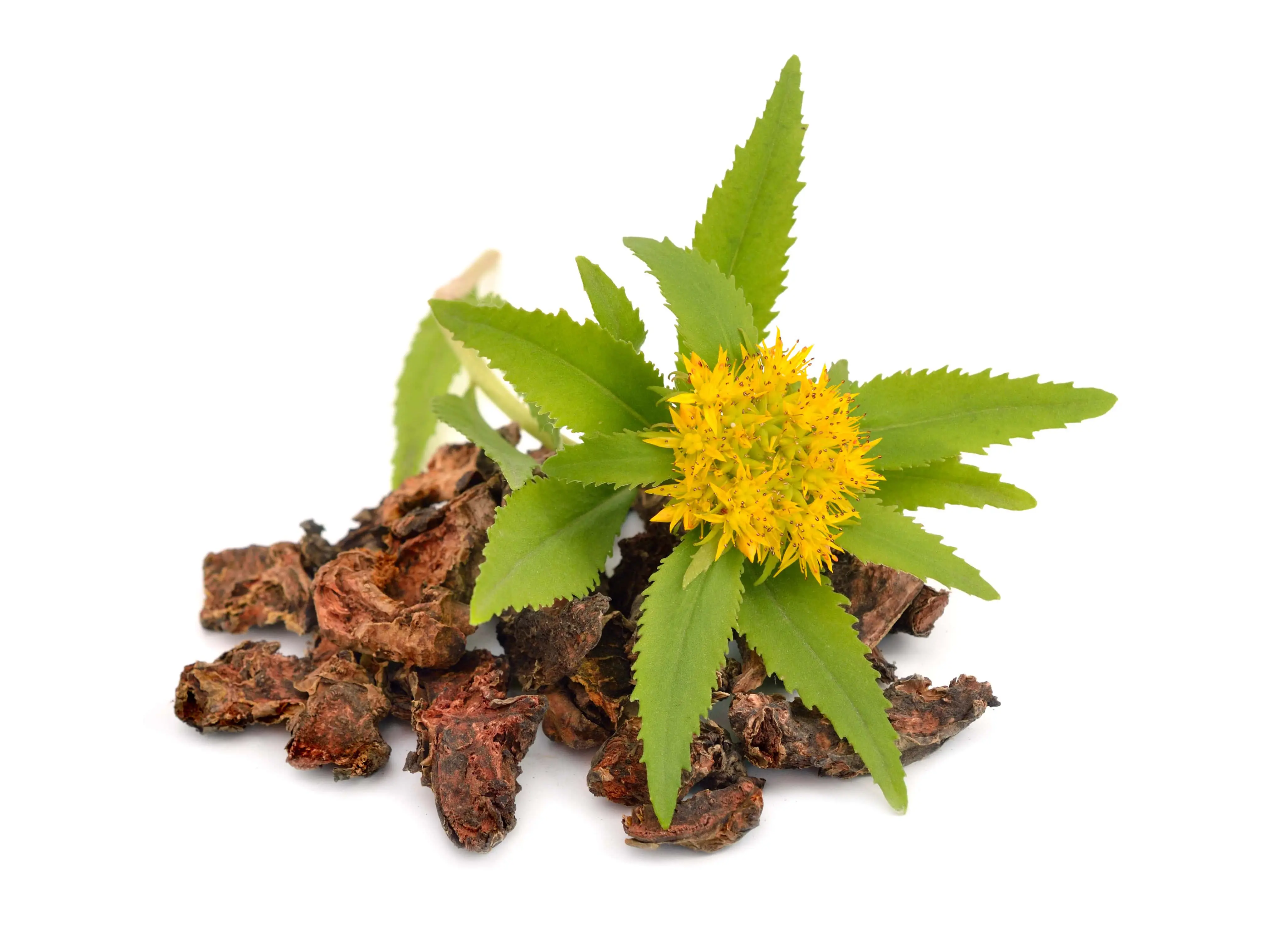 High-Quality Rhodiola Rosea Extract Factories, Companies