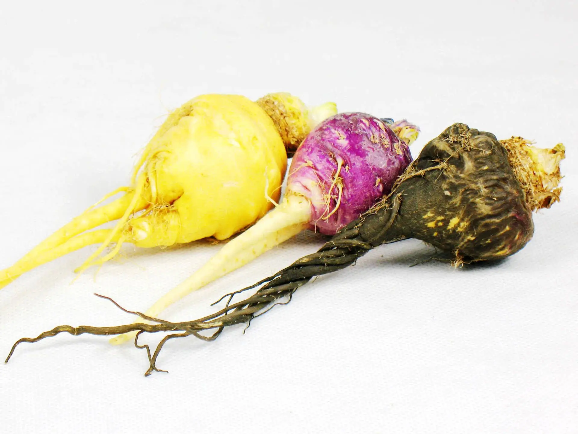 Discount Maca root extract Company, Products