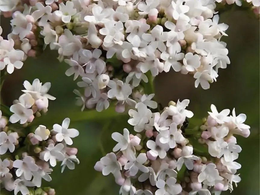 Wholesale Valerian extract Exporters, Service
