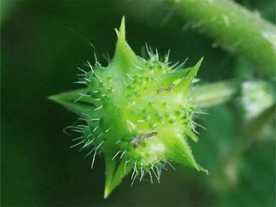 Custom Tribulus terrestris extract Suppliers, Company