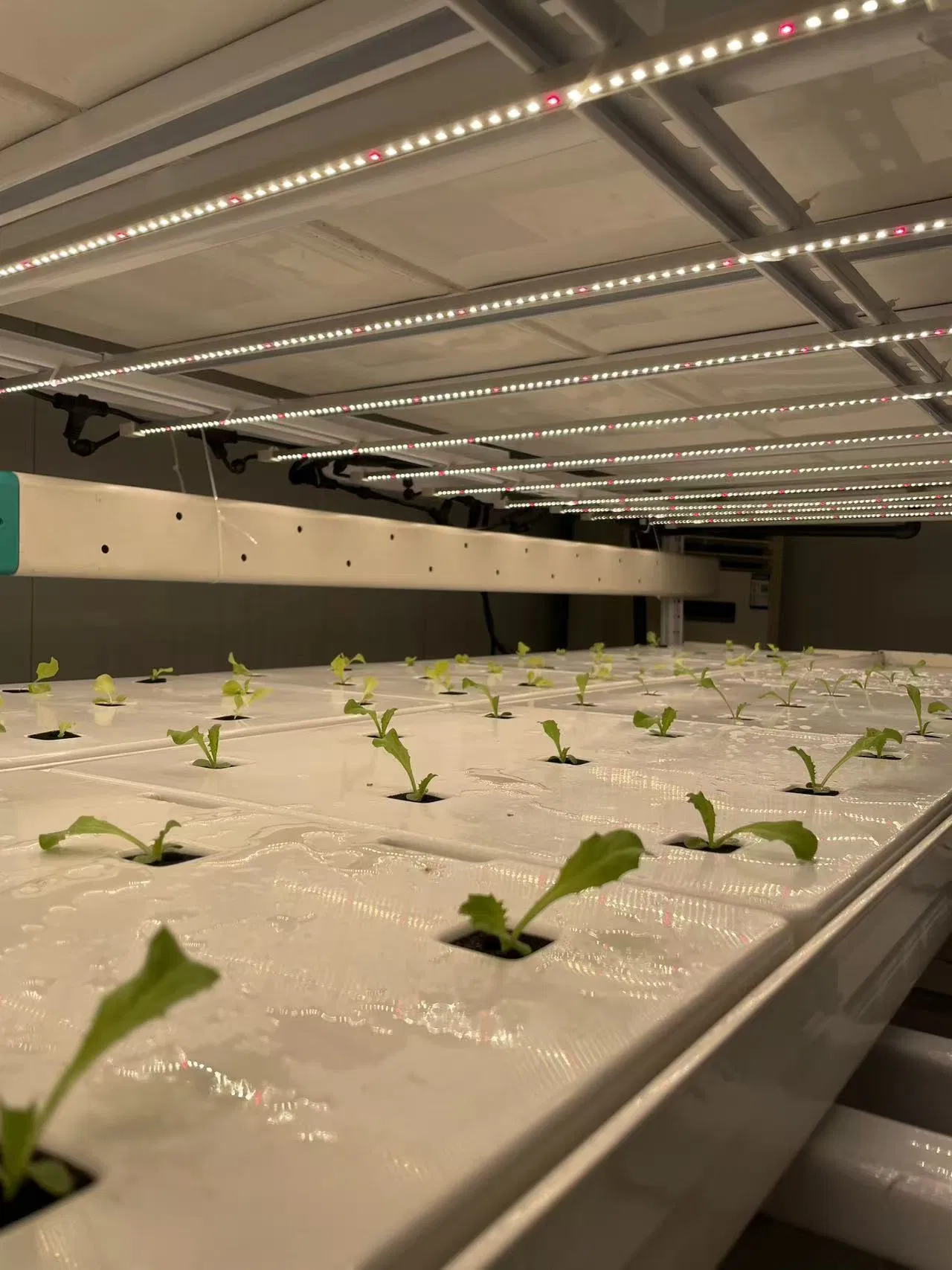 Automatic Nutrient Dosing Irrigation System for Indoor Vertical Farm