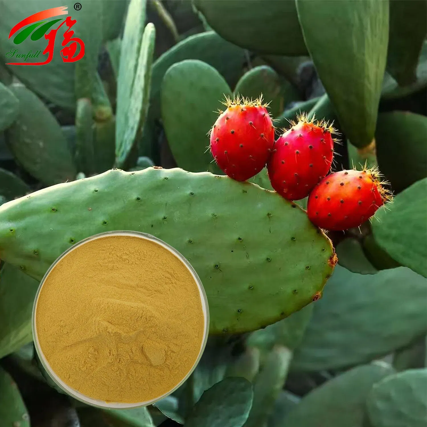 Cactus Extract 10% Polysaccharides for Weight Management Lose Weight