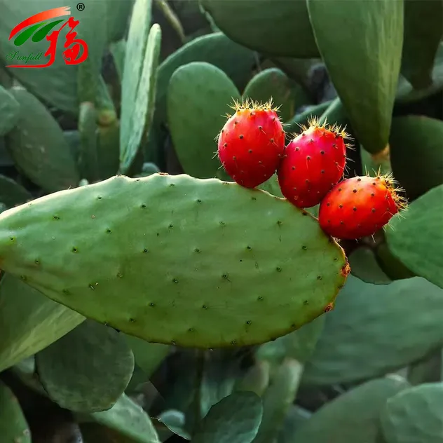 Cactus Extract Powder