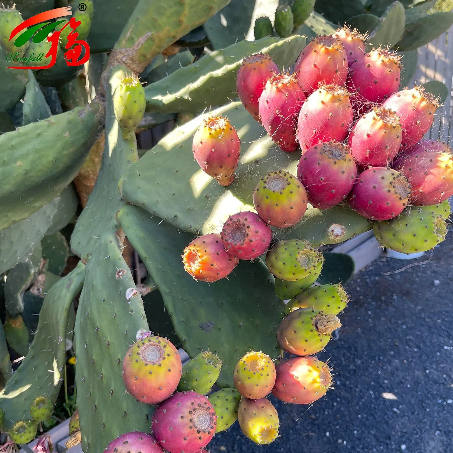 Cactus Extract 10% Polysaccharides for Weight Management Lose Weight