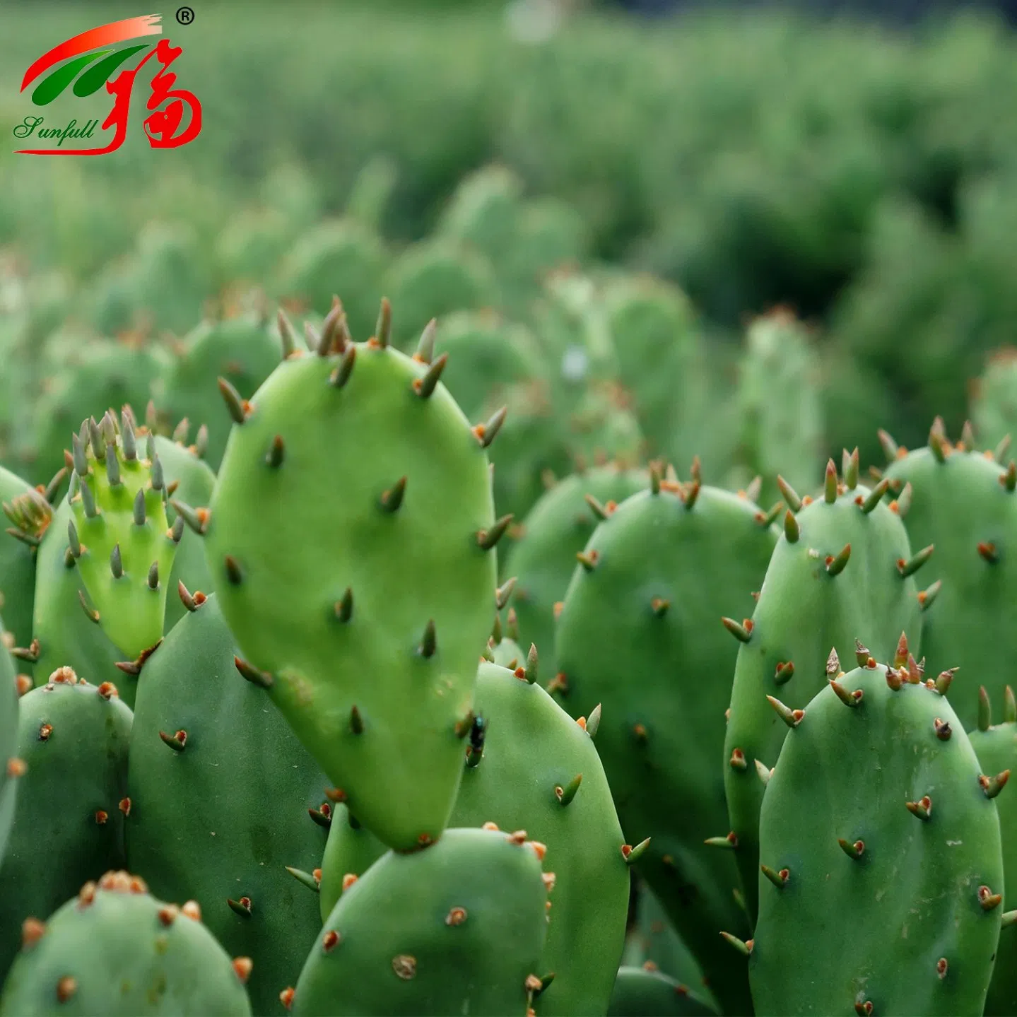 Cactus Extract 10% Polysaccharides for Weight Management Lose Weight