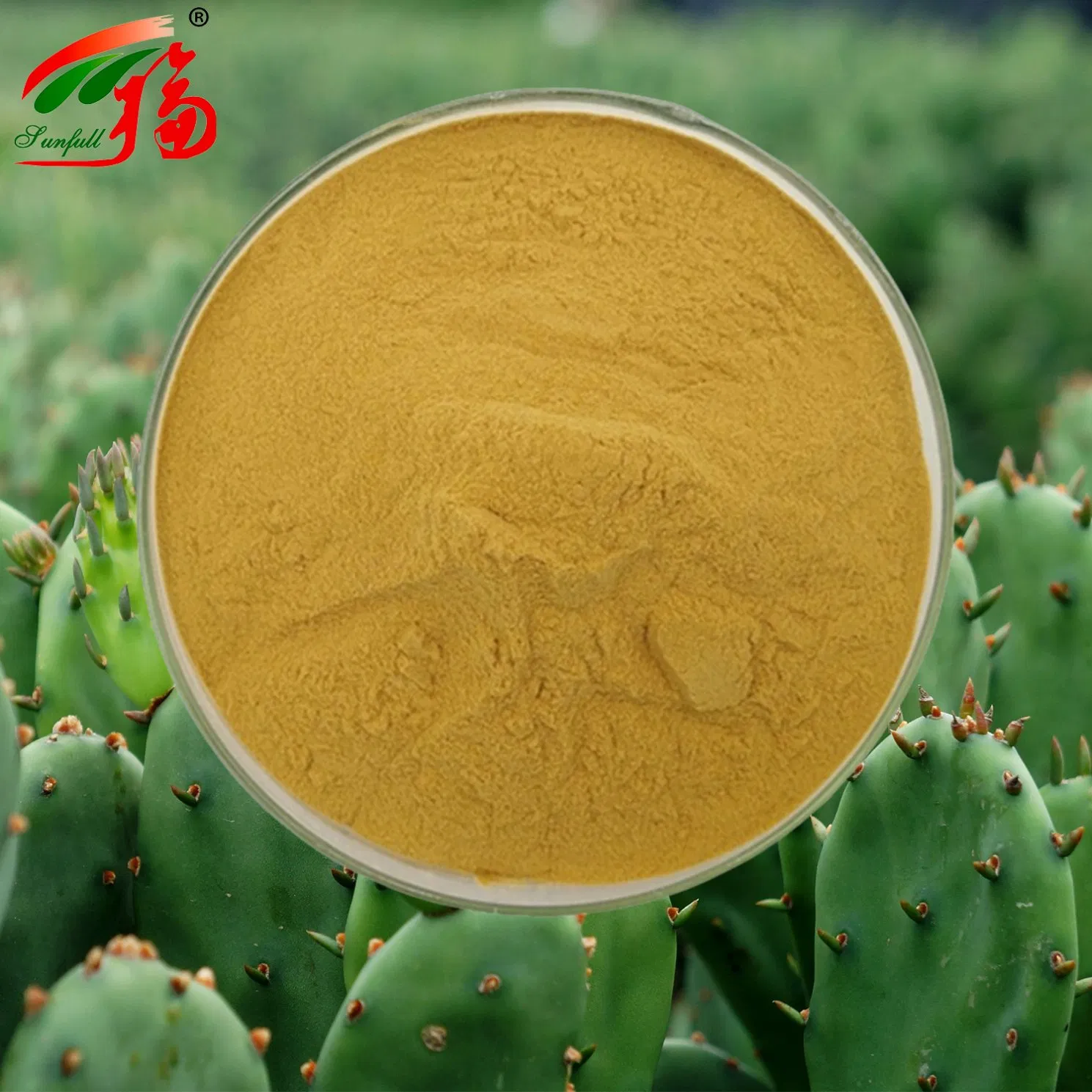 Cactus Extract 10% Polysaccharides for Weight Management Lose Weight